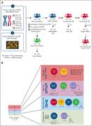 Study overview and risk profiles of ER patients. (A) Functional HR MM in 135 MyXI trial patients was determined using advanced molecular profiling, including HRCA per updated IMS/IMWG-HR criteria and GEP-HR based on the SKY92 signature. (B) Bar chart illustrating the composition of 4 risk groups based on IMS/IMWG-HR and GEP-HR classification (SR, IMS/IMWG-HR, GEP-HR, and IMS/IMWG-HR & GEP-HR) in the 25 patients with ER. CTPC, circulating tumor plasma cells; Lena, lenalidomide; PCL, plasma cell leukemia. Figure created with biorender.com. Houlston R. (2025) https://biorender.com/0vv82j9.