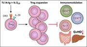 TL1A-Ig and IL-2LD treatment expands tissue-resident Tregs and restrains alloreactive T-cell–driven damage in GVHD target organs. Professional illustration by Patrick Lane, ScEYEnce Studios.