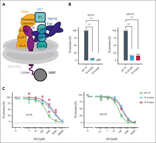 Biochemical characterization of TF/FVIIa/XK1/10H10 complexes. (A) Schematic of the TF/FVIIa/XK1/10H10/nanodisc complex. (B) TF exosite mutations K165A and K166A reduce the rates of FX activation by TF/FVIIa, with higher PS content moderating this effect. TF was incorporated into small unilamellar liposomes, after which FVIIa and FX were added, and initial rates of FX activation were quantified. Bar graphs show FX activation rates (normalized to WT TF) observed when TF/liposomes contained 5% PS (left) or 20% PS (right). Fold reductions are listed in supplemental Table 1. (C) Elevated XK1 concentrations are required to inhibit TF/FVIIa when TF exosite residues are mutated, with higher PS content moderating this effect. TF/FVIIa was assembled on TF/liposomes with 5% PS (left) or 20% PS (right), then preincubated with varying XK1 concentrations. The residual TF/FVIIa enzymatic activity was quantified (normalized to the FX activation rate without XK1) and plotted vs XK1 concentration, from which IC50 values were derived (listed in supplemental Table 1). Individual data points are graphed in panels B-C (n ≥ 3). ∗∗∗P < .001. WT, wild-type.