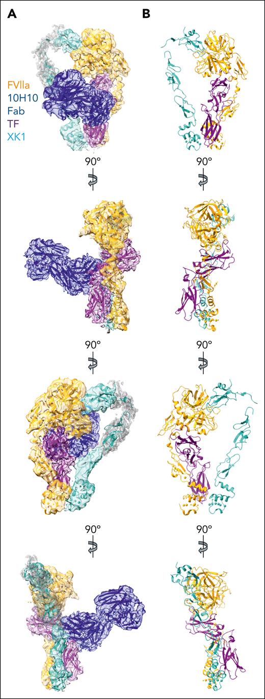 Cryo-EM structure of the TF/FVIIa/XK1/10H10 complex. (A) Four views of the cryo-EM density map (at contour level of 0.1), together with the model of the TF/FVIIa/XK1/10H10 complex. The less structured portions of the XK1 density map (contour level of 0.04) are shown as a mesh, and the density for the nanodisc and MBP was subtracted for clarity. Views are rotated 90° around the y-axis. FVIIa, orange; TF, purple; XK1, light sea green; and 10H10 Fab, dark blue. (B) Views of the model of TF/FVIIa/XK1 complex, rotated 90° around the y-axis, with the same color scheme as in panel A. For clarity, the 10H10 Fab is not included in these views.