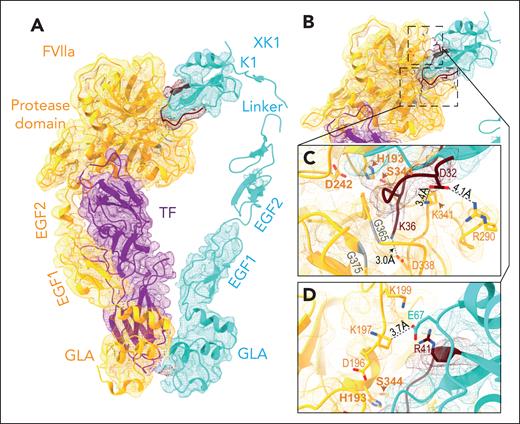 Protein-protein interactions between the FVIIa protease domain and the K1 domain of XK1. (A) Cryo-EM density map (shown as a mesh) and model of the TF/FVIIa/XK1 complex, with density for the 10H10 Fab, nanodisc, and MBP subtracted for clarity. Color scheme: FVIIa, orange; TF, purple; XK1, light sea green. Residues from 31 to 41 of the XK1 K1 domain, which form a hairpin-like conformation, are shown in dark red. The cryo-EM density map is shown at contour level 0.1, whereas the density for EGF2 is visible at higher contour levels. (B) View of the interaction between the protease domain of FVIIa and the K1 domain of XK1 with the density map at contour level 0.1. Boxes indicate areas of the structure magnified (C-D). Panels C-D show magnified views of specific regions of the FVIIa-XK1 interface boxed in panel B. Critical residues are shown as sticks and labeled, with carbon atoms colored according to the respective protein, oxygens in red, and nitrogen atoms in blue. Selected atomic distances are indicated with gray dotted lines. The backbones of G365 and G375 are shown in gray. The cryo-EM density in panels C-D is shown at contour level 0.13.