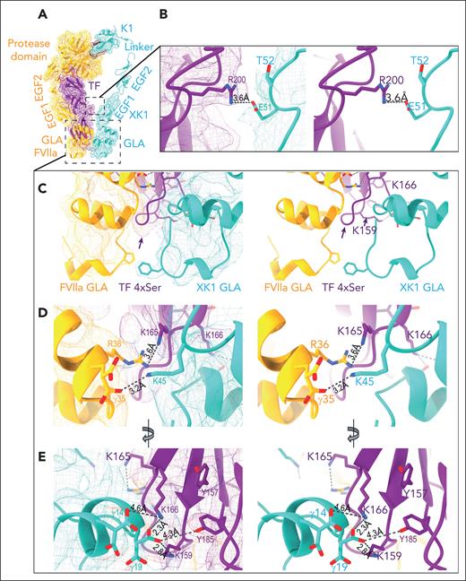Key protein-protein interactions between the TF/FVIIa complex and the FX light chain portion of XK1. (A) The TF/FVIIa/XK1 cryo-EM density map, together with the atomic model, is repeated here from Figure 3A for orientation purposes. Color scheme: FVIIa, orange; TF, purple; and XK1, light sea green. (B) Close-up view of the interaction between TF residue R200 and FX residue E51 (in the EGF1 domain of XK1), shown with (left) and without (right) the cryo-EM density map. (C) Close-up view of the GLA domains of FVIIa and XK1 in proximity to the TF 4×Ser loop (indicated by purple arrow), shown with (left) and without (right) the cryo-EM density map. (D) Another close-up view highlighting interactions between the two GLA domains, and between the GLA domains and TF, shown with and without the density map. Interactions between TF residue K165, FVIIa residues γ35 and R36, and XK1 residue K45 are highlighted. (E) A close-up view (from a different angle relative to panels C-D), revealing interactions between the XK1 GLA domain and the TF exosite, shown with (left) and without (right) the cryo-EM density map. Interactions between XK1 residues γ14 and γ19 with TF residues K159, K166, and Y185 are highlighted.