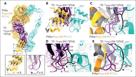Novel allosteric regulation of the TF exosite revealed by comparing the cryo-EM structure of TF/FVIIa/XK1/10H10 with the sTF/FVIIa crystal structure (3TH2). (A) Superposition of 3TH2 crystal structure of sTF/FVIIa with the cryo-EM map and model of TF/FVIIa/XK1, aligned via their TF components. Insets highlight conformational differences in the FVIIa GLA domain (left box) and the TF 4×Ser loop (right box). The color scheme for the cryo-EM map (mesh) and model is as follows: FVIIa, orange; TF, purple; and XK1, light sea green. For the 3TH2 crystal structure, FVIIa is shown in light gray and sTF in black/dark gray. The map is contoured at 0.1. For clarity, the 10H10 density was subtracted from the cryo-EM map and omitted from the model. (B-E) In the close-up views, the map is contoured at 0.145, and key interacting residues are shown as sticks and labeled, with carbon atoms colored by molecule, nitrogen in blue, and oxygen in red. (B) Close-up view focusing on the FVIIa and XK1 GLA domains within the alignment of TF/FVIIa/XK1 (cryo-EM structure) with the 3TH2 crystal structure. Arrows indicate the 4×Ser loop. (C) Close-up comparison of the positions of residues R36 of FVIIa and K165 of TF in the cryo-EM structure vs the sTF/FVIIa crystal structure, with the 4×Ser loop indicated by arrows. (D) Close-up view of the TF 4×Ser loop (arrows) and the XK1 GLA domain in the alignment between the cryo-EM structure and the sTF/FVIIa crystal structure. Note that the 4×Ser loop in the sTF/FVIIa crystal structure (but not the cryo-EM structure) sterically clashes with the cryo-EM density map of the XK1 GLA domain. FVIIa was omitted in this view for clarity. (E) Another close-up view of the region including the TF 4×Ser loop (arrows), highlighting interactions between TF residues S162 and S163 with FVIIa residue F31 and XK1 residues γ20 and T21.