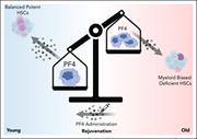 In young mice, megakaryocytes produce PF4, which in turn drives the maintenance of lineage-balanced, potent HSCs. During aging, the megakaryocytic niche is altered. Megakaryocytes undergo changes in morphology, changes in number, and produce significantly less PF4. This reduction in PF4 contributes to myeloid-biased hematopoiesis and a loss of functionally potent HSCs. Both human and mouse HSC function can be partially restored through direct administration/treatment of recombinant PF4 protein.