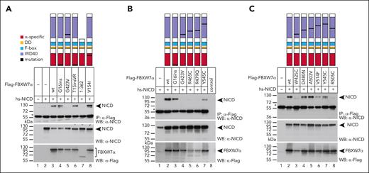 Effect of patient-specific mutations in FBXW7 on NICD binding. (A-C) Coimmunoprecipitation (CoIP) of NOTCH1-IC (NICD) with wild-type or mutant FBXW7 constructs. HEK293 cells were cotransfected with NICD (which corresponds to the human NOTCH1 intracellular domain, aa 1761-2555) and the indicated Flag-tagged FBXW7α constructs. Expression of NICD (middle panel) and Flag-FBXW7 proteins (bottom panel) was verified by western blotting. CoIPs were performed 24 hours after transfection. ∗The heavy chain of anti-Flag antibody used for IP. Localization of the corresponding mutations is shown schematically in the topmost panel. (B) Lane 8: lysate from untransfected cells, no-CoIP. Control CoIPs for testing unspecific binding to the Flag column are shown in supplemental Figure 2. hs-NICD, Homo sapiens-NICD; IP, immunoprecipitation; WB, western blot.