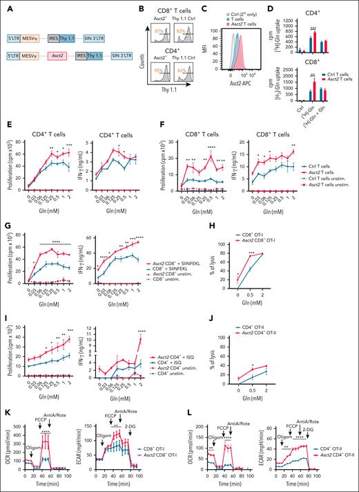 Asct2 overexpression on T cells enhances the function of CD8+ and CD4+ T cells cultured under low and high Gln concentrations. (A) Diagrams of retroviral vectors designed to overexpress Asct2 in T cells. (B) Transduction efficiency (Thy 1.1+) in CD8+ and CD4+ T cells assessed by flow cytometry. (C) Asct2 expression on the transduced T cells’ membrane measured by flow cytometry. (D) 3H-labeled Gln uptake by transduced CD4+ and CD8+ T cells. (E-F) Proliferation and IFN-γ secretion of Ctrl and Asct2-overexpressing CD4+ (E) and CD8+ (F) T cells activated with anti-CD3/CD28 beads under different Gln concentrations (0-2 mM). (G-J) Proliferation, IFN-γ secretion, and specific B16OVA lysis of Ctrl and CD8+ Asct2–OT-I T cells (G-H), and CD4+Asct2–OT-II T cells (I-J) under different Gln concentrations. (K-L) Seahorse metabolic assay was used to measure the OCR and the ECAR of Ctrl and Asct2-overexpressing CD8+ OT-I T cells (K), and CD4+ OT-II T cells (L). Data are representative of 2 to 3 independently repeated experiments. Data represent mean ± standard error of the mean (SEM) and were analyzed using 2-way analysis of variance (ANOVA) with Bonferroni multiple comparisons test (∗∗∗∗P < .0001; ∗∗∗P < .001; ∗∗P < .01; ∗P < .05). AntiA/Rote, antimycin/rotenone; APC, allophycocyanin; cpm, counts per minute; Ctrl, control; LTR, long termi; MFI, mean fluoresecence intensity; Oligom, oligomycin; unstim, unstimulated.