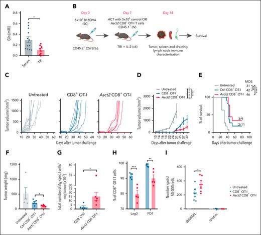 Asct2 overexpression on OT-I T cells enhances the efficacy of ACT immunotherapy. (A) Gln concentration measured in the TIF and sera of B16OVA-challenged mice. (B) Experimental design to evaluate antitumor activity of ACT. (C-E) Tumor growth measured over time (C-D) and OS of mice (E) after treatment with Asct2-CD8+ OT-I or with Ctrl CD8+ OT-I T cells (n = 9-11 mice per group). (F) Tumor weight measured at day 14 after treatment. (G) Number of Ag-specific T cells infiltrating the tumor measured by flow cytometry using SIINFEKL tetramers. (H) Percentage of expression of LAG3 and PD-1 measured in CD45.1+ tumor-infiltrating CD8+ OT-I and Asct2–OT-I T cells measured by flow cytometry. (I) Number of IFN-γ–producing Ag-specific T cells measured in the spleen of untreated mice or treated with Ctrl CD8+ OT-I or Asct2–OT-I T cells in response to SIINFEKL peptide. Data are representative of 2 independent experiments. Data represent mean ± SEM and were analyzed using Student t test, 2-way ANOVA, and 1-way ANOVA with Bonferroni multiple comparisons test (∗∗∗P < .001; ∗∗P < .01; ∗P < .05). MOS, median overall survival; PD-1, programmed cell death protein 1; SC, subcutaneous; TIF, tumor interstitial fluid; unstim, unstimulated.