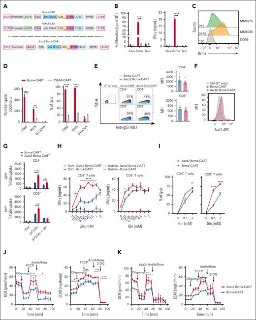 Asct2 overexpression enhances Bcma-CAR T-cell activity. (A) Schematic representation of second-generation Bcma-CAR and PSMA-CAR constructs (upper). Schematic representation of second-generation of Asct2 Bcma-CAR construct (lower). (B) Proliferation and IFN-γ production of Bcma and PSMA-CAR T cells in response to Bcma-, Taci-, or ovalbumin-coated plates (as an irrelevant protein). (C) Bcma expression in MM cell lines 5080 and 9275 and Ctrl lymphoma cell line LY5026. (D) IFN-γ production and percentage of lysis induced by Bcma and PSMA-CAR T cells in response to these MM cell lines (5080 and 9275) or to B16OVA melanoma cells. (E) CAR expression in T lymphocytes transduced with retrovirus expressing Bcma or Asct2 BCMA-CAR constructs. Representative flow cytometry plots are shown together with histograms representing the mean fluorescence intensity in RV-transduced CD4+ and CD8+ T cells. (F) Asct2 expression measured by flow cytometry. (G) 3H-labeled Gln uptake by CD4+ and CD8+Bcma-CAR T cells and Asct2 Bcma-CAR T cells (purified by flow cytometric cell sorting). (H) IFN-γ secretion of CD4+ or CD8+Bcma-CAR T cells and Asct2 Bcma-CAR T cells in response to Bcma-coated plates under different Gln concentrations. (I) Specific lysis of 5080 MM cells by Bcma-CAR T cells and Asct2 Bcma-CAR T cells under different Gln concentrations. (J-K) Seahorse metabolic assay was used to measure the OCR and the ECAR of Ctrl and Asct2-overexpressing CD4+ (J) and CD8+ (K) Bcma-CAR T cells. Data are representative of 3 independent experiments. Data represent mean ± SEM, and were analyzed using 2-way ANOVA and 1-way ANOVA with Bonferroni multiple comparisons test (∗∗∗∗P < .0001; ∗∗∗P < .001; ∗∗P < .01; ∗P < .05). Ab, antibody; AntiA/Rote, antimycin A/rotenone; APC, allophycocyanin; cpm, counts per minute; Ctrl, control; FSC-A, forward scatter area; H&L, heavy and light; IgG, immunoglobulin G; LTR, long terminal repeat; MFI, mean fluoresecence intensity; Ova, ovalbumin; SC, subcutaneous; stim, stimulated; Taci, transmembrane activator and CAML interactor; unstim, unstimulated.