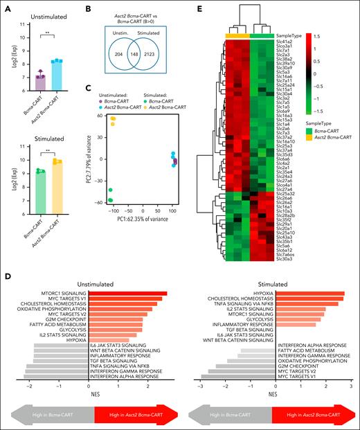 Transcriptomic analysis of Asct2 Bcma-CAR T cells and Bcma-CAR T cells before and after BCMA antigen stimulation. (A) Expression of Slc1a5 (Asct2). (B) Number of differentially expressed genes between Asct2 Bcma-CAR T cells and Bcma-CAR T cells before and after BCMA antigen stimulation. (C) PC analysis of gene expression profiles. (D) Gene signatures upregulated in Asct2 Bcma-CAR T cells compared with Bcma-CAR T cells, before and after BCMA antigen stimulation. (E) Heat map showing differential expression of SLC family members in Asct2 Bcma-CAR T cells compared with Bcma-CAR T cells after antigen stimulation. Data represent mean ± SEM, and were analyzed using Student t test (∗∗P < .01). Exp, expression; NES, normalized enriched score; PC, principal component; unstim, unstimulated.
