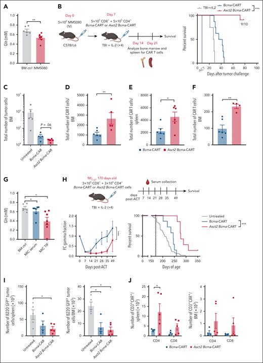 The antitumor efficacy of ACT immunotherapy with Bcma-CAR T cells was improved by Asct2 overexpression. (A) Gln concentration measured in the BM of healthy mice or mice challenged with 5080 MM cell line (25 days after tumor challenge). (B) Experimental design to evaluate antitumor activity of CAR T cells in a MM murine model based on the IV injection of 5080 MM cells and percent of survival of 5080 MM-challenged mice treated with 1 × 106 CAR T cells (1:1 ratio of CD4+ and CD8+ CAR T cells; number of mice per group n = 10). (C) Total number of tumor cells (B220+GFP+) found in the BM of mice treated with Asct2 Bcma-CAR T cells and Bcma-CAR T cells. (D-F) Total numbers of CAR T cells measured in the BM (D, F), and the spleen (E) of mice treated with Asct2 Bcma-CAR T cells or Bcma-CAR T cells at day 14 (D-E), and at day 21 (F) after CAR T-cell transfer. (G-J) Asct2 Bcma-CAR T cells exert antitumor activity in a genetic model of MM. (G) Gln concentration in the BM aspirates and the sera of 170-day-old MICγt1 mice compared with the Gln levels in BM or serum of healthy mice. (H) Experimental design for testing CAR T-cell immunotherapy against the MICγt1 MM genetic model. Fc γ-globulin fraction levels and survival curves after CAR T-cell treatment (n = 7 mice per group; survival data for untreated animals corresponds to a cohort of 50 mice). (I) Number of tumor cells in both the spleen and the BM of mice treated with Bcma-CAR T cells and Asct2 Bcma-CAR T cells compared with untreated mice. (J) CAR T cells in the spleen and in the BM of MICγt1 mice treated with Bcma or Asct2 Bcma-CAR T cells analyzed in the CD4+ and CD8+ compartments. Data are representative of 2 to 3 independent experiments. Data represent mean ± SEM and were analyzed using Student t test, 2-way ANOVA, and 1-way ANOVA with Bonferroni multiple comparisons test. Statistical analysis for survival curves is a log-rank test (∗∗P < .01; ∗P < .05; ∗∗∗P < .001). ACT, adoptive cell therapy; FC, fold change; rIL, recombinant interleukin.
