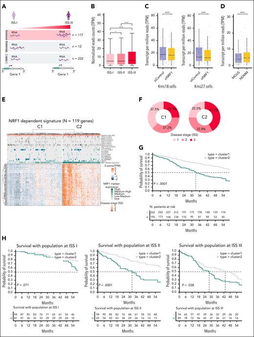 NRF1-dependent transcriptional signature correlates with poor survival in multiple myeloma. (A) Schematic representation of the workflow used to identify genes that are regulated by NRF1 and show increased (n = 117), decreased (n = 12), or constant (n = 222) expression during disease progression. (B) Box plot reporting the normalized expression levels (TPM) of NRF1-regulated genes showing increased activity as the disease progresses through stages ISS I, ISS II, and ISS III. Paired significance between stages was computed using the Wilcoxon test (∗P < .05; ∗∗∗∗P < .0001). (C) Box plot depicting the TPM values of the 119 genes associated with NRF1 in Kms18 and Kms27 under siControl (violet) and siNRF1 (yellow). Wilcoxon rank-sum test (∗∗∗P < .001). (D) Box plot depicting the TPM values of the 119 genes associated with NRF1 in MGUS (violet, n = 9) and NDMM (yellow, n = 12). Wilcoxon rank-sum test (∗∗∗P < .001). (E) Heat map depicting the unsupervised clustering of the normalized scaled expression (TPM) of the highly correlated NRF1-regulated genes signature (n = 119) in the MMRF-CoMMpass cohort. Patients with MM were assigned into 2 clusters: C1 characterized by the low expression of the gene signature (blue) and C2 with high expression levels (orange). The top panel displays clinical features (ISS stage: red, ISS III; orange, ISS II; light orange, ISS I), key MM-associated mutations and translocations (dark gray, present; light gray, absent), and molecular features (NRF1 expression levels). NRF1 expression levels were categorized into 5 groups based on quantile thresholds derived from its expression distribution in the cohort (low ≤ Q20; Q20 < low_medium ≤ Q40; Q40 < medium ≥ Q60; Q60 < high_medium ≤ Q80; and high < 80). (F) Donut plots showing the percentage of patients with MM per ISS stage in C1 (left) and C2 (right) from panel E. (G) Kaplan-Meier survival analysis comparing the OS of patients with MM from the MMRF-CoMMpass cohort grouped into 2 clusters, C1 (gray) and C2 (dark green), from the panel E. C2 exhibits significantly worse survival compared with C1 (P < .0001). In the top panel, x-axis represents months, and the y-axis shows the probability of survival for each patient. The table below the plot indicates the number of patients at risk over time in each cluster. (H) Kaplan-Meier survival analysis comparing the OS of patients with MM from the MMRF-CoMMpass with patients grouped into C1 and C2 and stratified by ISS stages I, II, and III. C2 consistently shows worse survival outcomes across all ISS stages, with P values of 0.071 (ISS I), <0.0001 (ISS II), and 0.038 (ISS III). The tables below each plot indicate the number of patients at risk over time in each cluster and stage.