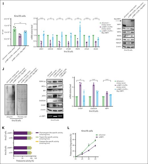 NRF1 is fundamental for ubiquitin-proteasome pathway function. (A) STRING70 enrichment regulatory network identified among the 8 NRF1 dependent genes associated with the ubiquitin pathway. Biological process and KEGG pathway analysis of 8 NRF1 dependent genes associated with the ubiquitin pathway (right). (B) Heat map depicting RNA-seq Kms18 cells at siControl (left) and siNRF1 (right). Color scheme: red for higher z score, and blue for lower z score of TPM. (C) Relative mRNA levels (qRT-PCR) of the indicated genes in Kms18 MM cell line transiently transfected with siNRF1 or siControl (left). Values were normalized to actin expression. Error bars represent the standard error of 3 separate experiments. Student t test ∗P < .05; ∗∗∗P < .005; ∗∗∗∗P < .001. Representative WB analysis of Kms18 MM cell line TCEs transfected as above and probed for the indicated antibodies (right). (D) Total cell lysates from Kms18 cell depleted or not for NRF1 expression were subjected to immunoblot analysis with indicated antibodies and Ponceau staining. (E) The analysis of relative mRNA levels (qRT-PCR) (left) and WB analysis (right) for the indicated genes in Kms18 MM cell line transiently transfected with siNRF1 or siControl. Values were normalized to actin expression. Error bars represent the standard error of 3 separate experiments. Student t test ∗P < .05; ∗∗∗∗P < .001. (F) qRT-PCR (left) and WB analysis (right) of Kms18 MM cells stably expressing the dCas9-KRAB transcriptional repressor complex and transiently transfected with control (scramble) or targeting sgRNAs (NRF1) for the expression levels of indicated genes and antibodies. Values were normalized to actin expression. Error bars represent the standard error of 3 separate experiments. Student t test ∗P < .05; ∗∗P < .01; ∗∗∗P < .005; ∗∗∗∗P < .001. (G) Immunoblot analysis of TCE from dCas9-KRAB Kms18 MM cells transiently transfected as in panel F and analyzed for the indicated antibodies and Ponceau staining. (H) qRT-PCR (left) and WB analysis (right) of Kms18 MM cells stably expressing the dCas9-KRAB transcriptional repressor complex and transiently transfected as in panel F for the expression levels of indicated genes and antibodies. Values were normalized to actin expression. Error bars represent the standard error of 3 separate experiments. Student t test ∗P < .05; ∗∗P < .01; ∗∗∗P < .005. (I) Proliferation assay (left), qRT-PCR (middle), and WB analysis (right) of Kms18 MM cells transiently transfected with siControl or si-NRF1-3′UTR and MycNRF1 as indicated. Data are presented as the mean ± SD of 3 independent experiments and error bars represent the SD. Values were normalized to actin expression. Analysis of variance (ANOVA) test (∗∗P < .01; ∗∗∗P < .005; ∗∗∗∗P < .001). (J) Kms18 MM cells transfected as above and analyzed for Ponceau staining, semi-qPCR (u/s XBP1), WB, and qRT-PCR for antibodies and genes specified. Data are presented as the mean ± SD of 3 independent experiments, with values normalized to actin expression. Error bars represent the SD. ANOVA test ∗∗P < .01; ∗∗∗∗P < .001. (K) Proteasome activity in Kms18 and Kms27 MM cells transiently transfected with siControl or siNRF1. Proteasome-specific chymotryptic, trypsin-like, and caspase-like activities were assessed in cell extracts and expressed on a per-protein basis. The histogram shows the relative quantification of all 3 activities within each line. The average of at least 3 independent experiments (SD) is shown. Student t test, not significant. (L) Protein degradation of Kms18 MM cells transiently transfected with siControl or siNRF1. The cells were pulsed for 30 minutes with 35S amino acids and chased for the indicated times with or without MG132 (4 μM). The data showed indicate the percentage of trichloroacetic acid–insoluble radioactivity, the disappearance of which was inhibited by MG132 at any given time point, relative to the total radioactivity present at the end of the pulse. Error bars represent the standard error of 2 separate experiments. Student t test ∗P < .05. BP, biological process; KEGG, Kyoto Encyclopedia of Genes and Genomes; mRNA, messenger RNA; N°, number of cells; sgControl, single-guide control; u/s XBP1, unspliced/spliced XBP1.