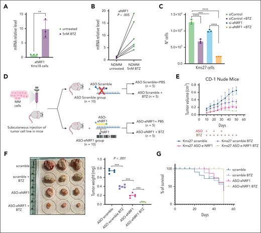 NRF1 enhancer inhibition sensitizes MM cells to bortezomib in vitro and in vivo. (A) qRT-PCR of Kms18 treated or not with 5 nM BTZ and analyzed for eNRF1 expression. Data are presented as mean ± SD of 3 independent experiments and error bars represent the SD. Student t test ∗∗P < .01. (B) Evaluation of mRNA level of eNRF1 in 6 patients with NDMM treated or not treated with 5 nM of BTZ for 24 hours. Student t test ∗∗∗P < .005. (C) Evaluation of Kms27 cell line proliferation transiently transfected with siControl or si-eNRF1 after BTZ treatment or no treatment. Data are presented as mean ± SD of 3 independent experiments with values normalized to actin expression. Error bars represent the SD. Student t test ∗∗∗P < .005; ∗∗∗∗P < .001. (D) Schematic representation of in vivo experiments for silencing the NRF1 enhancer using ASO-eNRF1. (E) Tumor volumes over time in ASO scramble (blue, n = 5), ASO scramble + BTZ (purple, n = 5), ASO-eNRF1 (pink, n = 5), and ASO-eNRF1 + BTZ (green, n = 5) were calculated from caliper measurements every 3 to 4 days. Diamonds represent the timing of ASO administration. ANOVA test ∗∗∗∗P < .001. (F) Representative excised tumors (left) and tumor weight (right) at the termination of the experiments. The Kruskal-Wallis test followed by the Wilcoxon signed-rank test was applied ∗∗∗P < .001. (G) Survival analysis of previously described mice. N°, number of cells.