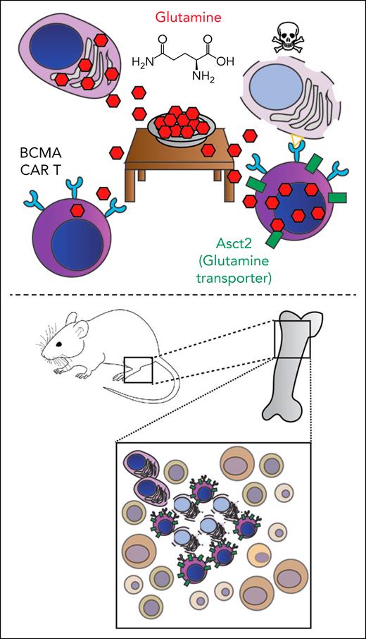 (Top) Myeloma plasma cells eat significant glutamine within the tumor microenvironment, thereby preventing the full activity of BCMA-targeting CAR T cells unless they are engineered to overexpress the glutamine transporter Asct2. (Bottom) These Asct2-overexpressing CAR T cells are highly active in a fully immunocompetent, genetically engineered mouse model of myeloma.