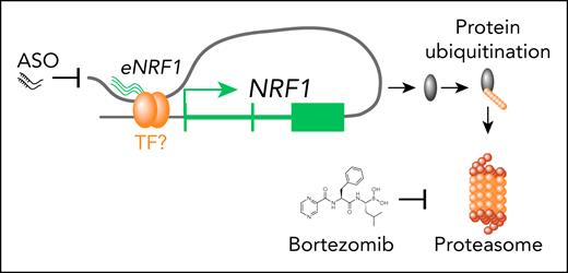 NRF1 is an essential gene in cancer cell lines and silencing results in decreased proliferation of myeloma cells. The NRF1 promoter had constitutive chromatin accessibility in all the tested MM cells. An enhancer element ∼170 kb downstream of the NRF1 promoter was looped such that it contacted the promoter. This region was accessible in their ATAC-seq analysis in myeloma samples. Targeting the expression of this enhancer RNA (eNRF1) resulted in decreased expression of NRF1 and diminished cell growth. Importantly, targeting eNRF1 was also effective in other tumor cell lines that expressed NRF1 but not in lines where this enhancer was not active. Targeting NRF1 resulted in decreased protein ubiquitination and sensitized MM cells to bortezomib.