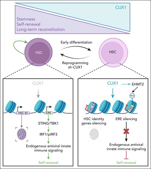 CUX1 levels finely regulate HSC fate: low levels maintain stemness, whereas high levels drive differentiation. HSCs retain latent plasticity and can reacquire stemness when CUX1 is reduced. This process involves controlled derepression of EREs, which activates antiviral innate immune signaling to promote self-renewal. The figure was created with BioRender.com. Porteu F. (2025) https://app.biorender.com/illustrations/68a77f0aa4f8865f0afd098e.