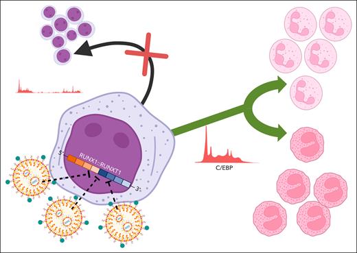Delivery of siRNA complementary to the fusion site of RUNX1::RUNX1T1 messenger RNA into primary human AML cells is improved nearly 10-fold with the use of targeted lipid nanoparticles. Transient silencing of RUNX1::RUNX1T1 disrupts leukemia stem cell renewal (black arrow) and is associated with increased expression of C/EBP and bidirectional myeloid differentiation into neutrophils or eosinophils (green arrow). Figure created with BioRender.com. Obeng E. (2025) https://BioRender.com/jfqkgjz.