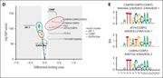 MECOM regulates CEBPA through its +42-kb enhancer. Volcano plot of differential chromatin accessibility (ATAC-seq) of untreated (n = 3) vs treated with auxin for 4 hours (A) and 24 hours (B) (n = 2 for both; 500 μM) calculated with DiffBind. All labels containing “CEBPA” at FDR <0.05 are labeled in bold. (C) ATAC-seq and chromatin immunoprecipitation sequencing (ChIP-seq) for indicated factors in unmodified cells (MECOM tracks from inv(3) patient and MUTZ3 bulk) and in a MUTZ3 MECOM-V5-AID OsTIR1 clone (ATAC, CTBP2, and H3K27ac), untreated and treated with auxin for indicated time points (500 μM). Genomic coordinates are hg19, and tracks are reads per kilobase per million normalized. (D) Volcano plot ATAC-seq footprinting analysis in MUTZ3-V5-AID OsTIR1 cells treated with auxin after 24 hours (n = 2), compared to untreated control (n = 4). Each dot is a single grouped motif, and motifs are colored by their cluster. Analysis performed with TOBIAS with aggregated reads in each group. (E) Composite motifs of the indicated motif clusters from panel D. FDR, false discovery rate; Inv(3) pt, MECOM/EVI1 chromatin immunoprecipitation using patient cells with an inv(3) chromosomal defect; mb, megabases.