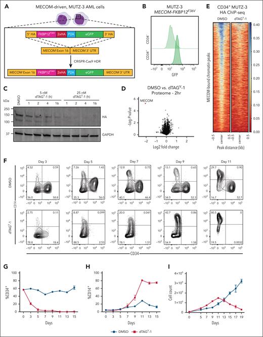 FKBP12F36V degron facilitates rapid degradation of endogenous MECOM in AML cells. (A) Schematic illustrating the gene-editing strategy to knock in an FKBP12F36V degron, 2xHA tag, and eGFP at the C-terminus of the endogenous MECOM locus in human MUTZ-3 AML cells. (B) GFP expression assessed by flow cytometry in CD34+ vs CD34– MUTZ-3 MECOM-FKBP12F36V cells. (C) Time course western blot analysis of MECOM protein levels in MUTZ-3 cells following treatment with dTAGV-1 (5-25 nM) or dimethyl sulfoxide (DMSO). (D) Volcano plot showing changes in protein abundance in MUTZ-3 MECOM-FKBP12F36V cells treated for 2 hours with 500 nM dTAGV-1 vs DMSO as assessed by mass spectrometry. n = 3 independent replicates. (E) MECOM ChIP-seq of MUTZ-3 MECOM-FKBP12F36V cells treated with 500 nM dTAGV-1 vs DMSO (n = 3). Each row represents a single MECOM(HA)-bound peak. Heat map is centered on ChIP-peak summits ±500 bp. (F) Bivariate plot showing CD34 and CD14 expression levels in MUTZ-3 MECOM-FKBP12F36V cells treated with 500 nM dTAGV-1 vs DMSO. (G-H) Percentage of CD34+ and CD14+ cells as observed in panel F. n = 3 independent replicates. Mean and standard error of the mean (SEM) are shown. (I) Viable cell count by trypan blue exclusion of MUTZ-3 MECOM-FKBP12F36V cells treated with 500 nM dTAGV-1 vs DMSO. n = 3 independent replicates. Mean and SEM are shown. eGFP, enhanced green fluorescent protein; GAPDH, glyceraldehyde-3-phosphate dehydrogenase; kDA, kilodalton.
