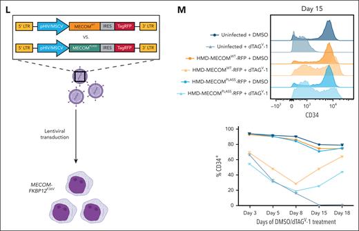 Multiomic profiling of MECOM-depleted cells reveals a predominantly repressive role at target sites. (A) Schematic representation of experimental protocol for multiomic characterization of dTAGV-1–treated MUTZ-3 MECOM-FKBP12F36V cells. The CD34+, GFP+ MECOM-expressing population was preenriched via MACS before treatment with 500 nM dTAGV-1 or DMSO. Cells were then harvested and processed for bulk RNA-seq, ATAC-seq, and PRO-seq to profile transcriptional and epigenetic changes. (B-C) Volcano plots representing changes in nascent gene expression assessed via PRO-seq in MUTZ-3 MECOM-FKBP12F36V cells treated with dTAGV-1 vs DMSO for 1 and 4 hours. n = 3 independent replicates (supplemental Table 4). (D) Volcano plot representing changes in gene expression assessed via bulk RNA-seq in MUTZ-3 MECOM-FKBP12F36V cells treated with dTAGV-1 vs DMSO for 6 hours. n = 3 independent replicates (supplemental Table 3). (E) Volcano plot representing changes in chromatin accessibility as assessed by ATAC-seq in MUTZ-3 MECOM-FKBP12F36V cells treated with dTAGV-1 vs DMSO for 6 hours. n = 3 independent replicates. Red data points represent chromatin peaks that are also bound by MECOM as assessed by MECOM-HA ChIP-seq. There are 837 of these sites that are schematically highlighted in the top right corner of the plot (supplemental Table 5). (F-G) Assessment of eRNA transcription levels at 837 MECOM-bound differentially accessible peaks measured from PRO-seq data. (F) Average PRO-seq read density across all MECOM-regulated cisREs with ±2000 bp on each side of the peak summit in dTAGV-1–treated vs DMSO-treated samples. (G) Box plot showing average PRO-seq read density in aggregate for each MECOM-regulated cisRE ±500 bp on each side of the peak summit in dTAGV-1–treated vs DMSO-treated samples. Two-sided Student t test was used for comparisons. n = 3 independent replicates. (H) Unbiased motif enrichment analysis of ATAC-seq differentially accessible peaks between dTAGV-1–treated and DMSO-treated samples. (I) Venn diagram comparing gene expression and chromatin accessibility changes across sequencing modalities. Bulk RNA-seq DEGs from 6 hours and 24 hours dTAGV-1 treatment, PRO-seq DEGS from 4 hours dTAGV-1 treatment, and genes in proximity (within 1 MB) to at least 1 MECOM-bound, differentially accessible ATAC-seq peak were overlapped to yield a consensus MECOM gene network consisting of 122 genes. Cutoffs for bulk RNA-seq and PRO-seq were P < .05 (supplemental Tables 6 and 7). Peak-to-gene proximity was determined using the GREAT.31 (J) Schematic depiction of MECOM’s interaction with transcriptional corepressor CtBP2 via MECOM’s PLDLS motif. This protein-protein interaction can be inhibited by a genetically encoded 4x-PLDLS peptide inhibitor32 (top) or if MECOM’s PLDLS motif were mutated to PLASS (bottom). (K) H3K27ac and CtBP2 ChIP-seq analysis. Heat map (left) displays CtBP2 ChIP-seq signal at MECOM-regulated cisREs in MUTZ-3 cells expressing a 4x-PLDLS peptide inhibitor of the MECOM-CtBP2 interaction compared with cells expressing 4x-PLASS control.32 Heat map (right) showing H3K27ac ChIP-seq signal at MECOM-regulated cisREs in MUTZ-3 MECOM-FKBP12F36V cells treated with 500 nM dTAGV-1 or DMSO for 6 hours. (L-M) Experimental overview for lentiviral MECOM add-back rescue experiment. (L) MUTZ-3 MECOM-FKBP12F36V cells were transduced with lentiviruses constitutively expressing either WT MECOM (EVI1 isoform) or MECOM PLDLS>PLASS along with a TagRFP transduction reporter at high MOI. (M) CD34 expression assessed by flow cytometry as a function of treatment duration (500 nM DMSO vs dTAGV-1) (bottom). Histogram of CD34 expression at day 15 (top). Samples were transduced 48 hours before treatment. n = 3 independent technical replicates. Mean and standard deviation are shown, but many are hidden due to low variation between replicates. DEGs, differentially expressed genes; DAPs, differentially accessible peaks; eRNA, enhancer RNA; GFP, green fluorescent protein; MACS, magnetic-activated cell sorting; MB, megabase; MOI, multiplicity of infection; ns, not significant; nt, nucleotide; TF, transcription factor; WT, wild-type.