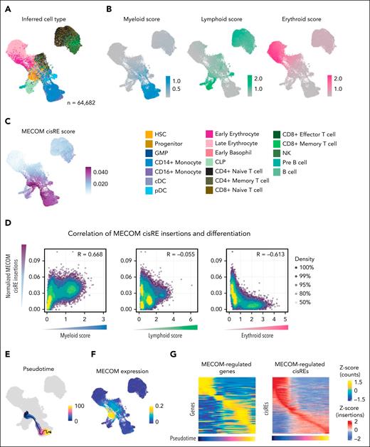 Direct MECOM chromatin network is repressed in primary leukemia cells. (A) UMAP of 64 682 cells generated using scATAC-seq from remissions of patients with pediatric AML (n = 20). Cells were colored by predicted cell type derived using label transfer of matching scRNA-seq data. Labels were derived from Lambo et al.36 (B) UMAP showing the same cohort as panel A and colored by lineage scores. Lineage scores were calculated as the total insertions in 5000 accessible sites in each lineage, normalized to accessible sites in the other 2 lineages (accessible sites derived from Lambo et al36). (C) Cells colored by chromatin accessibility at MECOM-bound loci that were identified to increase in accessibility after the depletion of MECOM. Scores were calculated by ATAC-seq reads at MECOM-bound loci divided by ATAC-seq reads in the TSS and corrected for Tn5 bias. Scores were scaled to the 99th quantile to reduce the effect of outliers. (D) Spearman correlation between lineage scores and MECOM cisRE scores. Each dot represents 1 cell, with cells colored by density. (E) UMAP showing a trajectory inferred using Monocle from inferred HSCs to inferred monocytes. (F) UMAP showing the scaled expression of MECOM in counts from linked scRNA data across cells from remissions. (G) Heat maps showing the scaled expression of MECOM-regulated genes (n = 122) and cisREs (n = 837) along the monocyte trajectory (pseudotime). Each column represents an aggregated minibulk from cells across the inferred pseudotime (100 bins in total). Normalized gene expression scores are derived from linked scRNA samples, with ATAC-seq signal normalized by TSS insertions and Tn5 bias. Both gene expression and ATAC-seq signal were scaled across all cells in the pseudotime. cDC, conventional dendritic cell; CLP, common lymphoid progenitor; GMP, granulocyte-monocyte progenitor; NK, natural killer; pDC, plasmacytoid dendritic cells.