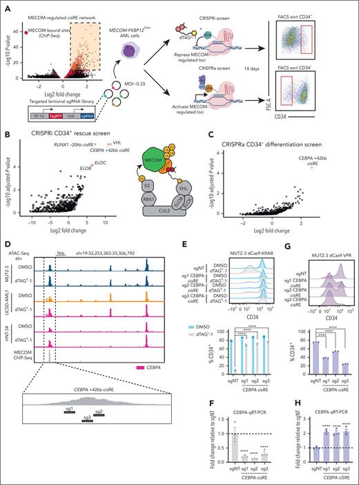 Functional CRISPR screening identifies CEBPA cisRE as a key regulator of myeloid differentiation in high-risk leukemia. (A) Schematic overview of the CRISPR screens used to functionally interrogate MECOM-regulated cisREs. An sgRNA oligo library was designed against MECOM-regulated elements (up to 5 sgRNAs per element, depending on the availability of high-quality sgRNA-targeting sites) and packaged into a lentiviral vector. Two different populations of MUTZ-3 MECOM-FKBP12F36V cells were then transduced with this sgRNA library virus at an MOI of ∼0.33, in which one population expressed dCas9-KRAB (CRISPRi screen) and another expressed dCas9-VPR (CRISPRa screen). Cells in the CRISPRi screen were treated with 500 nM dTAGV-1 for the duration of the screen. After 14 days of in vitro culture, cells from the CRISPRi and CRISPRa screens were sorted for phenotypically rescued CD34+ cells (up-assay) and differentiated CD34– cells (down-assay), respectively. Genomically integrated sgRNAs were sequenced to assess relative sgRNA abundance. Both screens were performed with n = 3 independent replicates. (B-C) Volcano plots depicting sgRNA enrichment/depletion from sorted populations compared to plasmid library DNA (supplemental Table 8). The sgRNA library included sgRNAs targeting the TSSs of VHL, ELOB, and ELOC (5 sgRNAs per gene), which form the E3 ubiquitin-ligase complex recruited by dTAGV-1. (D) Genome browser tracks at the CEBPA locus encompassing the +42 kb cisRE. ATAC-seq tracks from MECOM-FKBP12F36V cell line models and MECOM ChIP-seq demonstrate increased chromatin accessibility upon dTAGV-1 treatment. Three top-scoring CEBPA cisRE-targeting sgRNAs were selected for single sgRNA validation experiments. (E) MUTZ-3 dCas9-KRAB cells were infected with sgRNA-expressing lentiviruses targeting either the CEBPA cisRE or a nontargeting sequence. At 48 hours after transduction, cells were treated with 500 nM dTAGV-1 vs DMSO. Histogram shows CD34 expression at day 9 (top). Percentage of CD34+ cells at day 9 (bottom). n = 3 independent replicates. Mean and SEM are shown. (F) qRT-PCR of CEBPA expression in dTAGV-1–treated cells 3 days posttreatment. Fold change represents ΔΔCt values compared to the sgNT condition. n = 3 independent replicates. Mean and SEM are shown. Two-sided Student t test was used for comparisons. ∗∗∗∗P < .0001. (G) MUTZ-3 dCas9-VPR cells were infected with sgRNA-expressing lentiviruses targeting either the CEBPA cisRE or a nontargeting sequence. Histogram shows CD34 expression at day 9 (top). Percentage of CD34+ cells at day 9 (bottom). n = 3 independent replicates. Mean and SEM are shown. (H) qRT-PCR of CEBPA expression in all conditions 3 days posttransduction. Fold change represents ΔΔCt values compared to the sgNT condition. n = 3 independent replicates. Mean and SEM are shown. Two-sided Student t test was used for comparisons. ∗∗∗∗P < .0001. FACS, fluorescence-activated cell sorted; FSC-A, forward scatter area; MOI, multiplicity of infection; qRT-PCR, quantitative reverse transcription polymerase chain reaction; sgNT, nontargeting sgRNA.