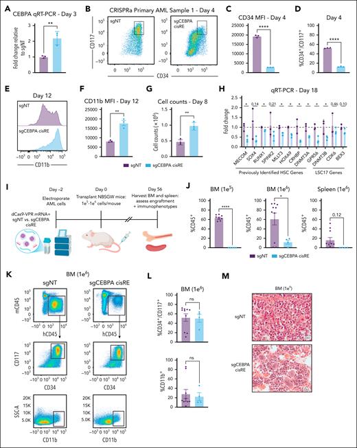 Transient activation of CEBPA cisRE is sufficient to differentiate high-risk, stem cell–like AML cells. (A) qRT-PCR of CEBPA expression 3 days postelectroporation. Fold change represents ΔΔCt values compared to the sgNT condition. n = 3 independent replicates. Mean and SEM are shown. Two-sided Student t test was used for comparison. ∗∗P < .01. (B-D) Immunophenotypic analysis of a primary leukemia sample (patient 1, supplemental Table 9) 4 days postelectroporation. (B) Bivariate plot showing CD34 and CD117 expression assessed by flow cytometry. Black box denotes CD34+/CD117+ subset. (C) CD34 expression measured by MFI. (D) Percentage of CD34+/CD117+ cells. n = 3 independent replicates. Mean and SEM are shown. Two-sided Student t test was used for comparisons. ∗∗∗∗P < .0001. (E-F) Immunophenotypic analysis of a primary leukemia sample (patient 1, supplemental Table 9) 12 days postelectroporation. (E) Histogram showing CD11b expression assessed by flow cytometry. (F) Percentage of CD11b+ cells. n = 3 independent replicates. Mean and SEM are shown. Two-sided Student t test was used for comparison. ∗∗ P < .01. (G) Viable cell counts by trypan blue exclusion in primary leukemia sample (patient 1, supplemental Table 9) 8 days postelectroporation. n = 3 independent replicates. Mean and SEM are shown. Two-sided Student t test was used for comparison. ∗∗ P < .01. (H) qRT-PCR data of a panel of established HSC genes and LSC17 genes 18 days postelectroporation demonstrating the robust differentiation of a primary leukemia sample (patient 1, supplemental Table 9) following transient activation of CEBPA cisRE. n = 3 independent replicates. Mean and SEM are shown. Two-sided Student t test was used for comparison. ∗ P < .05. (I) Schematic of the experiment to assess the in vivo impact of CEBPA cisRE activation of a xenotransplanted primary leukemia sample (patient 1, supplemental Table 9). Cells were electroporated with mRNA encoding dCas9-VPR and 2 chemically synthesized sgRNAs targeting the CEBPA cisRE or a sgNT. Cells recovered in ex vivo culture for 2 days postelectroporation and then injected via the tail vein. All animals were euthanized 56 days after transplant for analysis of leukemia burden in spleens and BM. (J) Quantification of human cell chimerism (hCD45+) in the BM of mice transplanted with 1 × 105 to 1 × 106 cells and spleens of mice transplanted with 1 × 106 cells. n = 4 to 10 xenotransplant recipients as shown. Mean and SEM are shown. Two-sided Student t test was used for comparison. ∗∗∗∗ P < .0001, ∗ P < .05. (K-L) Immunophenotypic analysis of the BM of mice transplanted with 1 × 106 cells. Cells were labeled with a cocktail of antibodies including mouse CD45 and human CD45, CD34, CD117, and CD11b. (K) Bivariate plots depicting the gating strategy for quantification of engrafted leukemia stem/progenitor cells (CD34+/CD117+) and mature cells (CD11b+). Black boxes denote human cell subset (top), CD34+/CD117+ subset (middle), and CD11b+ subset (bottom). (L) Percentage of CD34+/CD117+ cells (top) and CD11b+ cells (bottom). n = 4 to 10 xenotransplant recipients as shown. Mean and SEM are shown. Two-sided Student t test was used for comparison. (M) Hematoxylin and eosin (H&E) staining of bone marrow of mice transplanted with 1 × 106 cells. BM, bone marrow; MFI, mean fluorescence intensity, mRNA, messenger RNA; ns, not significant; sgNT, nontargeting sgRNA.