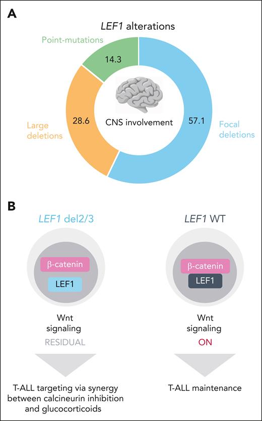 LEF1 gene alterations and their biological and clinical impact. (A) LEF1 gene alterations are found in 13% of the T-ALL cases, of which 14.3% are point mutations, 28.6% large deletions, and 57.1% focal deletions. Patients with LEF1 gene alterations display a higher prevalence of central nervous system involvement. (B) Focal deletions lead to a short isoform lacking exons 2 and 3 (LEF1 del2/3). Contrary to WT LEF1 (LEF1 WT), this isoform acts in a dominant-negative manner, inhibiting Wnt signaling. LEF1 del2/3 T-ALL cells are more susceptible to calcineurin inhibition and glucocorticoids than LEF1 WT T-ALL cells. CNS, central nervous system; WT, wild type. Illustration by A. Rita Fragoso and Marta B. Fernandes.