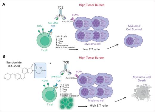 Shown here is the ability of CELMoDs to reshape the BM T-cell compartment and increase the E:T ratio to enhance anti–BCMA-TCE efficacy in high disease burden. (A) Lack of activity of anti–BCMA-TCE when used alone in high disease burden. (B) Ability of CELMoDs to promote T-cell proliferation increasing the E:T ratio and overcoming primary resistance in high disease burden. The figure was created with BioRender.com. Neri P. (2025) https://app.biorender.com/illustrations/68900265a0a2a697614a88ec. TCR, T-cell receptor; Teff, T-effectors; Tex, T-exhausted; Treg, T-regulatory cells.