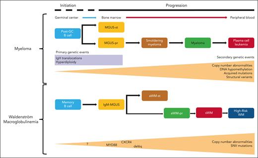 Multistep disease models of MM and WM. (Upper panel) The current clinical and genetic multistep model of the initiation and progression of MGUS to MM. (Lower panel) The newly proposed multistep model of WM where sequencing data have been mapped onto the clinical disease stages of IgM-MGUS, aWMst, aWMpr, and symptomatic WM. Increasing tumor mutational burden and CNA are characteristics of disease progression. SNV, single nucleotide variant.