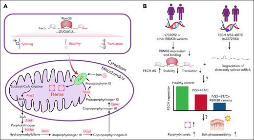 The Rbm38-Fech axis in heme synthesis and skin photosensitivity. (A) Schematic illustration of the Rbm38-Fech axis in erythroid heme biosynthesis. Rbm38 governs the pre-mRNA splicing, stability, and translational efficiency of Fech mRNA, thereby ensuring Fech expression to chelate ferrous iron into protoporphyrin for heme synthesis. (B) The proposed model for how single-nucleotide polymorphisms in RBM38 and FECH jointly modulate human porphyrin levels and skin photosensitivity. The RBM38 single-nucleotide polymorphism rs737092 (C/C) reduces RBM38 expression, thereby lowering FECH levels. When this genetic variant is combined with the FECH IVS3-48 C/C, FECH activity is further compromised, thereby leading to porphyrin accumulation and skin photosensitivity.