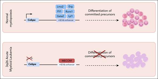Repression of CEBPA by MECOM in 3q26 AML leukemia cells represents a central node for therapeutic intervention. The CEBPA +42-kb enhancer is essential for normal hematopoiesis in regulating granulocytic differentiation but thought to be repressed by MECOM in hematopoietic stem cells. Downregulation of MECOM during normal stem cell differentiation results in CEBPA induction. The 3q26 chromosomal translocation co-opts the MECOM regulatory network and is associated with poor-prognosis AML. Sustained MECOM expression promotes an immature and self-renewing cell state, which can be disrupted simply by releasing the repression of the single CEPBA +42-kb enhancer, thus highlighting a key node for the development of new therapeutic strategies.