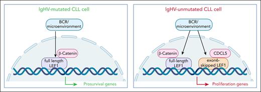 LEF1 is a novel molecular player in CLL, with effects depending on protein levels and isoform switching. Specifically, IgHV-unmutated CLL cells are characterized by higher levels of LEF1 and by the presence of a shorter isoform. Together, these quantitative and qualitative changes induce differential binding to the DNA, triggering expression of proproliferation genes, at variance with IgHV-mutated CLL cells where the modulated pathways involve mostly prosurvival genes.