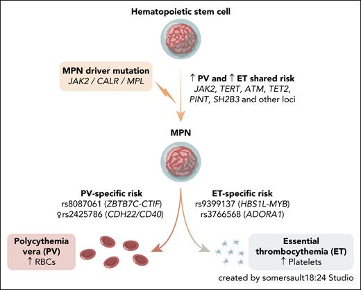 MPN arises from somatic driver mutations in HSCs. Although most germ line risk loci predispose broadly to both PV and ET, Tapper et al identify common variants with opposing lineage-specific effects. RBC, red blood cell.