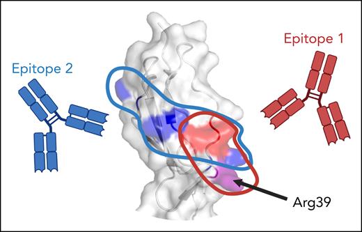 Epitope specificity of antidomain I antibodies in triple-positive antiphospholipid syndrome. Antibodies against domain I of β2-glycoprotein I bind 1 of 2 specific epitopes: MBB2-like epitope 1, comprising a discontinuous conformational epitope including Arg39, or epitope 2, stretching across domain I, but not including Arg39. Crystal structure (PDB: 1C1Z) was visualized with PyMOL molecular graphics system. Figure created with BioRender.com. Urbanus R. (2025) https://BioRender.com/3ub2df7.