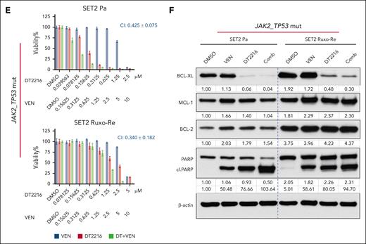 DT2216 synergizes with AZA, ruxolitinib (Ruxo), and venetoclax (VEN) in inhibiting JAK2-mut AML cell lines. (A) Viability of paired SET2 Pa and Ruxo-Re AML cell lines treated with AZA and/or DT2216 at the indicated concentrations for 72 hours. (B) Western blots showing BCL-xL degradation in SET2 cells treated with 1 μM DT2216 and/or AZA for 24 hours. (C) Viability of paired SET2 Pa and Ruxo-Re AML cell lines treated with Ruxo and/or DT2216 at the indicated concentrations for 72 hours. (D) Western blots showing BCL-xL degradation in SET2 cells treated with 1 μM DT2216 and/or Ruxo for 24 hours. (E) Viability of SET2 Pa and Ruxo-Re AML cell lines treated with VEN and/or DT2216 at the indicated concentrations for 72 hours. (F) Western blots showing BCL-xL degradation in SET2 cells treated with 1.5 μM DT2216 and/or 3 μM VEN for 24 hours. β-Actin was used as the loading control for the western blot. Comb, combination.