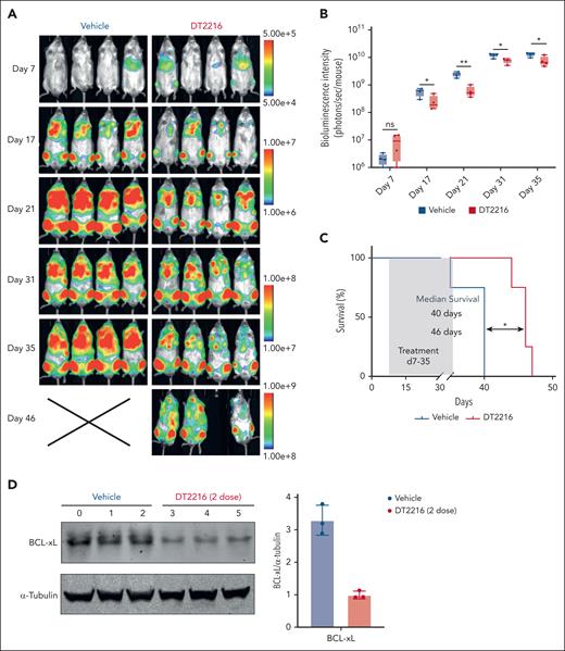 DT2216 leads to cell growth suppression in an SET2 AML model in vivo. (A) Bioluminescent images of mice transplanted with SET2 leukemia cells. Mice were administered vehicle or DT2216 twice a week from day 7 to day 35 after transplantation. The same mice are depicted at each time point (n = 4 mice per group). (B) Quantification of bioluminescence emitted from the whole body of each mouse described in panel A at the indicated time points. The P values were determined using the t test (∗P < .05; ∗∗P < .01). (C) Kaplan-Meier survival curves of the SET2 cell recipient mice described in panel A. The P value was determined using the log-rank Mantel-Cox test (∗P < .05). (D) Western blots showing the pharmacodynamics of BCL-xL degradation by DT2216 and densitometric quantification of BCL-xL in vehicle and DT2216 groups in a second cohort of mice (n = 3 mice per group). Starting at day 28 after SET2 cell transplantation, the mice were administered 2 doses, 4 days apart, of vehicle or DT2216 (15 mg/kg). α-Tubulin was used as the loading control for the western blot.