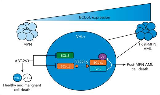 BCL-xL expression increases as patients with MPN progress to post-MPN AML. Targeting of BCL-xL and BCL-2 through ABT-263 leads to dose-limiting thrombocytopenia because of the fact that platelets depend on BCL-xL for survival. However, degradation of BCL-xL, mediated by PROTAC DTT2216, only targets VHL-expressing cells, which is not expressed in platelets, thereby killing leukemic cells while minimizing on-target platelet toxicity.
