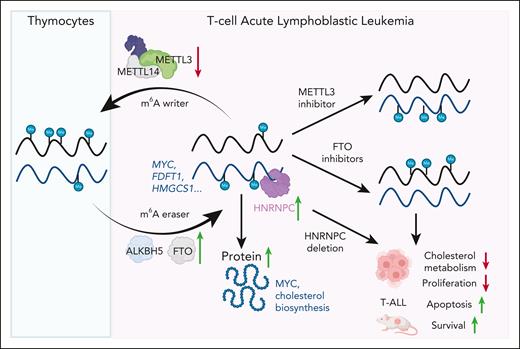 The m6A epitranscriptomic landscape in T-ALL and therapeutic implications of targeting HNRNPC and FTO. m6A is regulated by “writers” (METTL3/14, WTAP, VIRMA, RBM15, HAKAI) and “erasers” (FTO, ALKBH5). In T-ALL, global m6A is reduced, but MYC and cholesterol-related transcripts are hypermethylated and recognized by HNRNPC, enhancing their translation and promoting leukemia. METTL3 inhibition paradoxically increases m6A and expression of MYC and cholesterol metabolism despite reduced global m6A. In contrast, FTO inhibition lowers MYC and metabolic gene expression. FTO inhibition or HNRNPC loss impairs cholesterol metabolism, reduces MYC, and decreases leukemic proliferation and survival, ultimately lowering T-ALL burden.