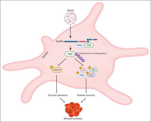A schematic representation of how NLRP6 inhibits sepsis-induced microthrombosis formation. During systemic inflammation, pathogen-associated molecular patterns activate NLRP6, which leads to the polyubiquitination and subsequent degradation of the TAB1 protein. This degradation has 2 major downstream effects: (a) it inhibits the phosphorylation of key signaling proteins, including p65, IκBα, IKKβ, and TAK1, thereby impairing platelet function; and (b) it also inhibits the phosphorylation of SNAP23, preventing granule secretion. Together, the suppression of platelet activation and granule secretion disrupts microthrombosis formation during sepsis.