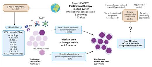 Postimmunotherapy lineage switch. In the international Project EVOLVE cohort, postimmunotherapy lineage switch (LS) occurred primarily in KMT2A-rearranged B-ALL; however, multiple other B-ALL subtypes were represented. LS occurred after CD19 and/or CD22 targeting CAR-T therapy, blinatumomab and inotuzumab ozogamicin---it remains unclear whether immunotherapy directly induces LS or selects for preexisting myeloid or less differentiated clones. B-cell receptor sequencing of pre- and post-LS leukemia suggests that LS may occur via direct B-ALL to myeloid transdifferentiation, but it has also been proposed to arise from primitive precursor populations. LS occurs rapidly, and post-LS treatment outcomes are dismal. Structured collaborative translational research to address the mechanisms that drive LS will likely lead to improved outcomes. ALAL, acute leukemia of ambiguous lineage; AML, acute myeloid leukemia; B-ALL, B-cell acute lymphoblastic leukemia; Blin, blinatumomab; CAR-T, chimeric antigen receptor T cell; HSC, hematopoietic stem cell; Ino, inotuzumab ozogamicin; LS, lineage switch; NOS, not otherwise specified; mOS, median overall survival; MPP, multipotent progenitor cell.