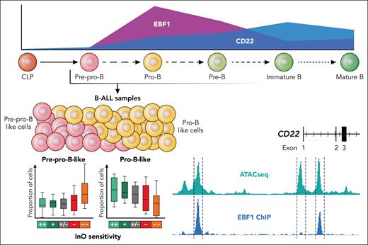 The B-cell developmental stage of arrest impacts InO sensitivity in B-ALL samples. Escherich et al used bulk RNA sequencing and a gene expression reference for normal B lymphopoiesis to infer the relative contribution of transformed B-cell developmental stages to individual B-ALL samples. The relative proportion of more immature Pre-pro B cells increased in cases with Ino resistance, while the relative proportion of more mature pro B cells decreases. The InO target antigen CD22 is a direct target for transcriptional regulation by EBF1, which are both initiated at the Pre-pro B stage of normal B lymphopoiesis (CD22 and EBF1 expression taken from https://scminer.stjude.org).7 Professional illustration by Patrick Lane, ScEYEnce Studios.