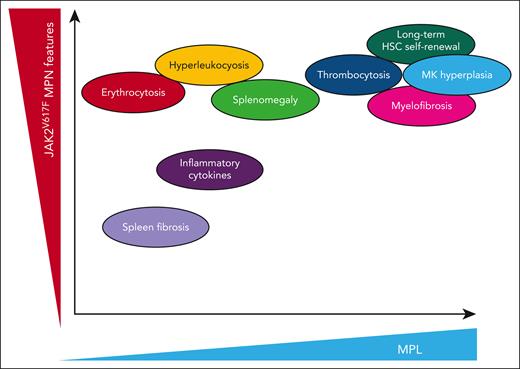 MPL-dependent and -independent features of JAK2V617F-driven MPN phenotypes. MPL plays a critical role in JAK2V617F MPNs by driving long-term self-renewal of HSCs, promoting megakaryocyte (MK) hyperplasia, thrombocytosis, and progression to MF. In contrast, other hallmark features of JAK2V617F MPNs such as erythrocytosis, leukocytosis, splenomegaly, and the production of proinflammatory cytokines that contribute to spleen fibrosis occur independently of MPL signaling. Figure created with Biorender.com.