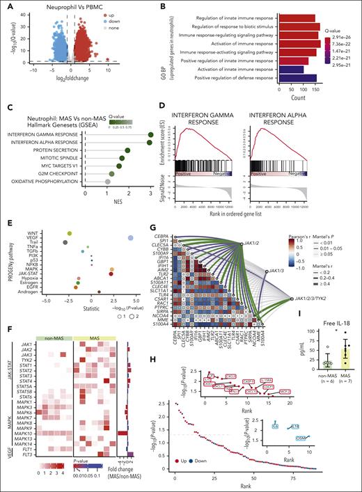 Bulk sequencing assessment of MAS neutrophil architecture. (A) Volcano plot showing the DEGs in neutrophils vs PBMCs of patients with MAS. Red points represent upregulated genes, blue points represent downregulated genes. (B) GO analysis of the upregulated DEGs of neutrophils vs PBMCs. (C) GSEA of genes in neutrophils isolated from patients with AOSD with MAS vs patients with AOSD without MAS. (D) Gene set enrichment plots of target genes in the IFN-γ response (left) and IFN-α response (right). (E) PROGENy analysis of genes in neutrophils isolated from patients with AOSD with MAS vs patients with AOSD without MAS. (F) Comparison of the gene transcription levels involved in the JAK-STAT, MAPK, and VEGF pathways between the MAS and the non-MAS control group. (G) Mantel correlation analysis of the gene transcription levels related to neutrophil function and those related to JAK. (H) Olink analysis of the plasma inflammatory protein profile of the MAS group and the non-MAS control group. Shown are all tested proteins ranked by their P value. (I) Comparison of the plasma free IL-18 levels between the MAS and the non-MAS control group. ∗P < .05. BP, biological process; GSEA, gene set enrichment analysis; GO, Gene Ontology; NES, normalized enrichment score; PROGENy, Pathway RespOnsive GENes for activity inference; TGFβ, transforming growth factor β.