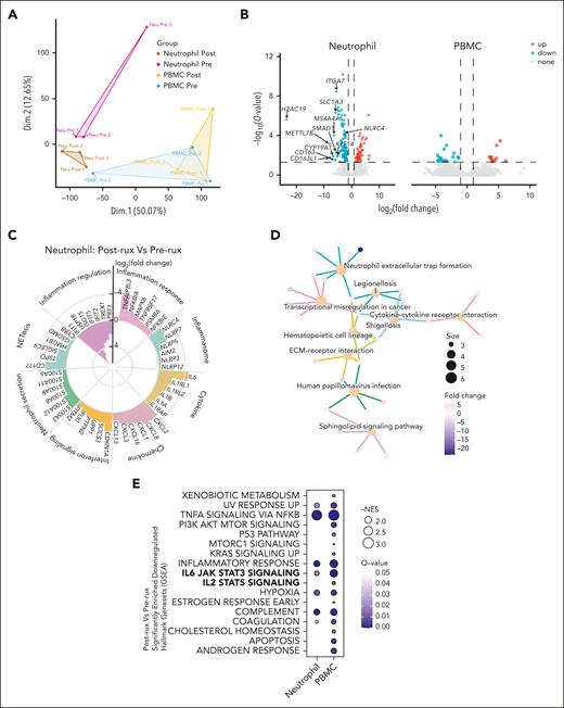 Impact of ruxolitinib on inflammatory signatures in neutrophils and PBMCs revealed by bulk RNA-seq. (A) Principal component analysis plots of bulk RNA-seq data sets of neutrophils and PBMCs in 3 patients with AOSD-MAS. (B) Volcano plot shows the DEGs in neutrophils and PBMCs with after ruxolitinib and before treatment. Red points represent upregulated genes, blue points represent downregulated genes. (C) Circular bar plot displaying the log2(fold change) of different genes involved in the inflammation response, inflammasome, cytokine, chemokine, IFN-I/II signaling, neutrophil secretion, NETosis, and inflammation regulation after ruxolitinib treatment. (D) Genes and Genomes (Kyoto Encyclopedia of Genes and Genomes) pathway enrichment analysis of DEGs in neutrophils after treatment. (E) GSEA analysis showing the significantly downregulated hallmark gene sets in neutrophils and PBMCs after ruxolitinib treatment. ECM, extracellular matrix; NES, normalized enrichment score.
