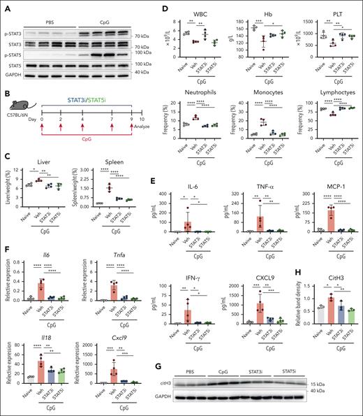 Improvement in systemic inflammation after selective inhibition of STAT3 or STAT5 in the secondary HLH model. (A) Immunoblot analysis of phosphorylated STAT3 and STAT5 in liver tissue. (B) Experimental design for the secondary HLH model in which WT C57BL/6N mice were injected with CpG on days 0, 2, 4, 7, and 9 and with analysis conducted on day 10 after the first injection. (C) Liver and spleen weight normalized to body weight. (D) Changes in WBC counts, Hb concentration, PLT counts, and the frequencies of neutrophils, monocytes, and lymphocytes. (E) Quantified serum levels of IL-6, TNF-α, MCP-1, IFN-γ, and CXCL9. (F) Liver mRNA expression of Il6, Tnfa, Il18, and Cxcl9. The data points represent individual mice from a single experiment. (G) Immunoblot of the NET marker citH3 in the liver. (H) Densitometric analysis of citH3/GAPDH in panel G. ∗P < .05; ∗∗P < .01; ∗∗∗P < .001; ∗∗∗∗P < .0001. GAPDH, glyceraldehyde-3-phosphate dehydrogenase; Veh, vehicle.