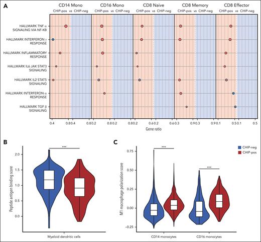 Single-cell transcriptomic characterization of the clonal BM microenvironment. (A) Cartoon depicting selected hallmark gene sets related to inflammatory response and significantly upregulated in ≥2 of the depicted cell types in CHIP-positive patients. Circle size corresponds to the number of cells in the category expressing the genes of interest, whereas the color represents the P value, as detailed in the legend of each of the GSEA analyses reported in supplemental Figure 3A-E. (B) Violin plot representing the distribution of peptide antigen binding score in myeloid DCs (Prog_DCs and cDC2) according to the occurrence of CHIP. (C) Violin plot representing the distribution of M1 macrophage polarization score (supplemental Methods) in CD14 and CD16 monocytes according to the occurrence of CHIP. ∗adjusted P value <.05; ∗∗∗adjusted P value <.001. GSEA, gene set enrichment analysis.