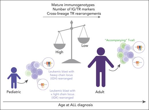 Immune gene rearrangement profiles in pediatric and adult ALL. Pediatric patients with ALL show a higher frequency of mature immunogenotypes within both IG and TR genes, a higher number of IG/TR markers, and a higher percentage of cross-lineage TR rearrangements compared with adult patients with ALL. In contrast, older patients with ALL are characterized by a higher frequency of expanded “accompanying” T-cell clones. Figure created with BioRender.com.