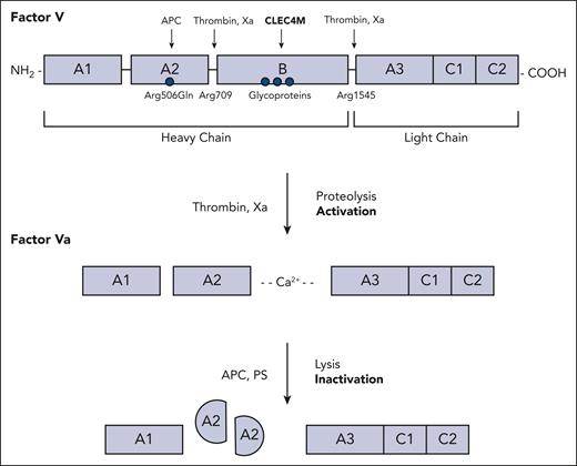 Schematic diagram of FV and FVa. FV protein structure and regulatory proteins involved in FV activation and FVa inactivation are shown. APC, activated protein C; PS, protein S.