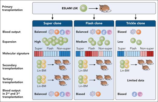 Upon single stem cell transplantation (Lin-Sca-1+c-Kit+CD150+48-CD201+, called ESLAM LSK) in a mouse model, HSC clones can be categorized into 3 distinct types based on their ability to produce blood cells: SUPER, FLASH and TRICKLE. These clones exhibit either balanced (multilineage) or biased (lineage restricted) differentiation potential. Each clone type demonstrates unique transplantability and contributes differently to blood production during serial transplantation. The functional properties of these HSC clones are driven by distinct molecular signatures (blue-low expression, red-high expression). Professional illustration by Patrick Lane, ScEYEnce Studios.